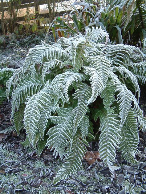 Cultivation Of Ferns The British Pteridological Society