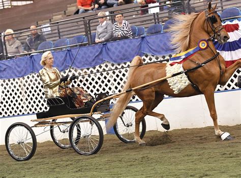 The Dance Of The American Saddlebred
