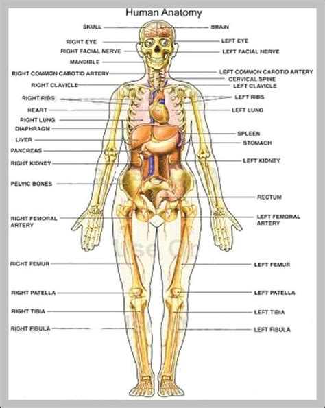 Anatomy Of Organs In The Human Body Anatomy System Human Body