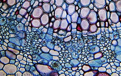 Microscopic Abstraction 1 Plant Cells Fine Art By Aramseyes