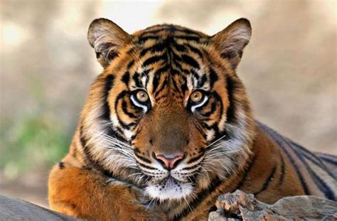 30 Nice Tiger Face Wallpapers In High Quality Heleen Browning
