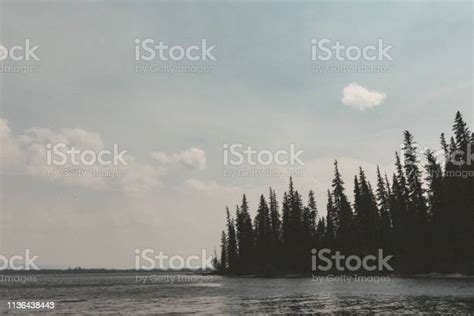 Coastal Pine Trees Along Lakeshore Stock Photo Download Image Now