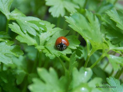 Mundo Das Plantas Joaninha Ladybug