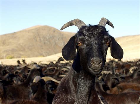 Free Images Nature Wildlife Horn Herd Fauna Goats Animals