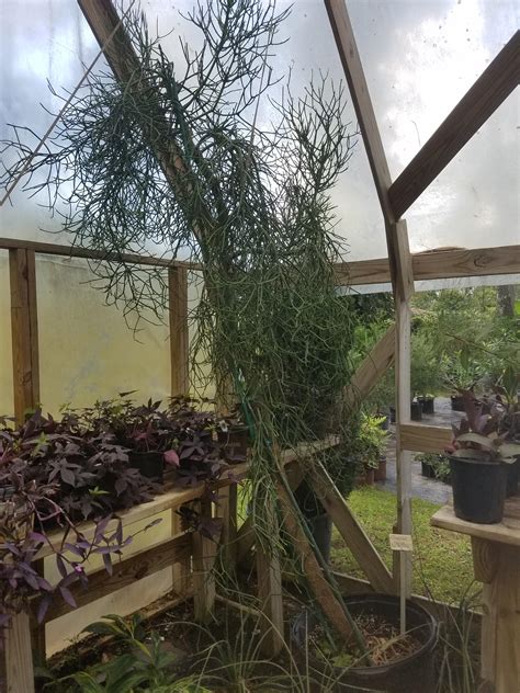 I got mine in bulk from a local landscape supply company. I had no idea a pencil cactus got this big : houseplants