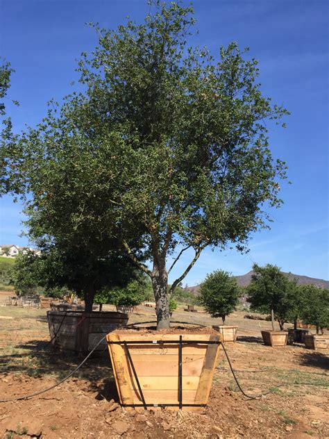 This tree is around half size of building if i double my progress with more practice i hope to jump over buildings & get highest jumps in world some day. Quercus agrifolia - Coastal Live Oak | Big Trees Nursery