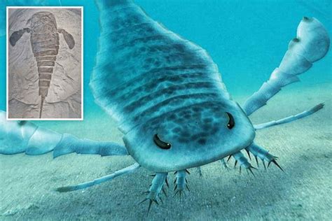 Giant 8 Foot Scorpions Once Terrorised Earths Oceans With Giant Claws And Legs With Teeth For