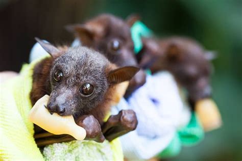 Spectacled Flying Fox Orphans Receive Special Care Zooborns