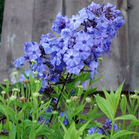 'blue mist' has paler blue flowers than the species. Blue Paradise Garden Phlox Plants for Sale | Free Shipping