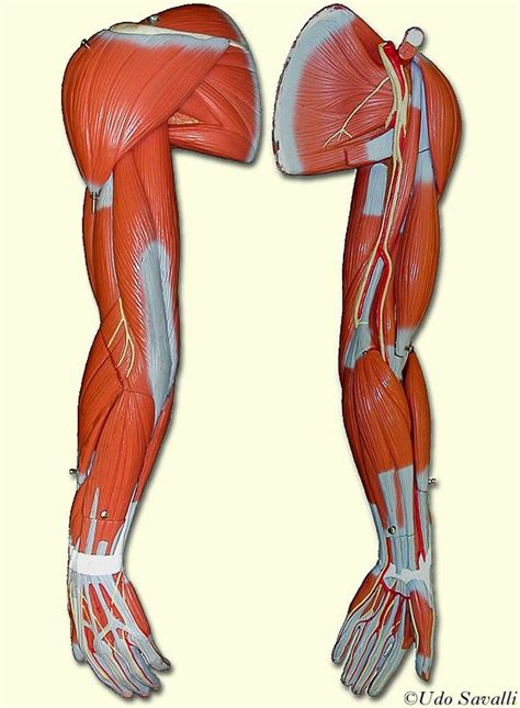 The muscle that extends, or straightens, the arm is the triceps, which arises on the humerus and attaches to the ulna at the elbow; arm muscles unlabeled | Mô hình