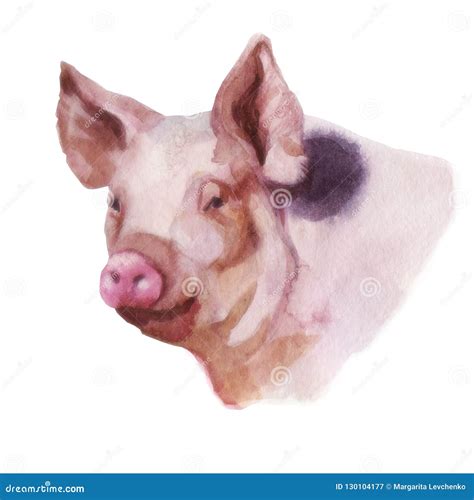 Watercolor Illustration The Image Of A Pig Stock Illustration