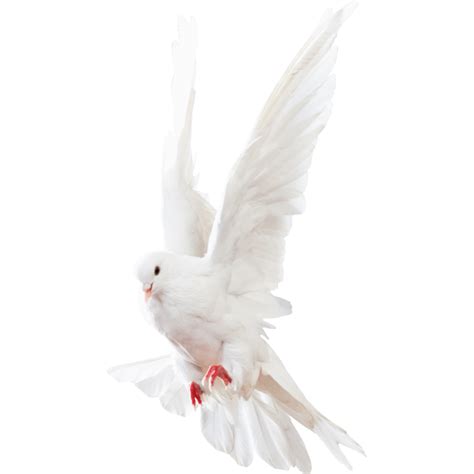Download Columbidae White Pigeon Download Hd Hq Png Image Freepngimg