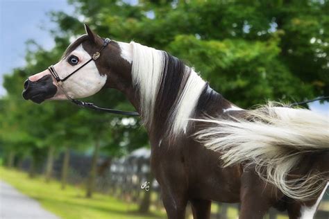 Liberty Coloured American Miniature Horse Stallion Stable Express