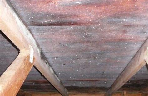 What Causes The Problem Of Roof Condensation During Winter