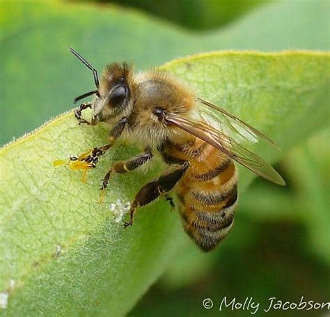 Bee Mimics Bee Informed Partnership