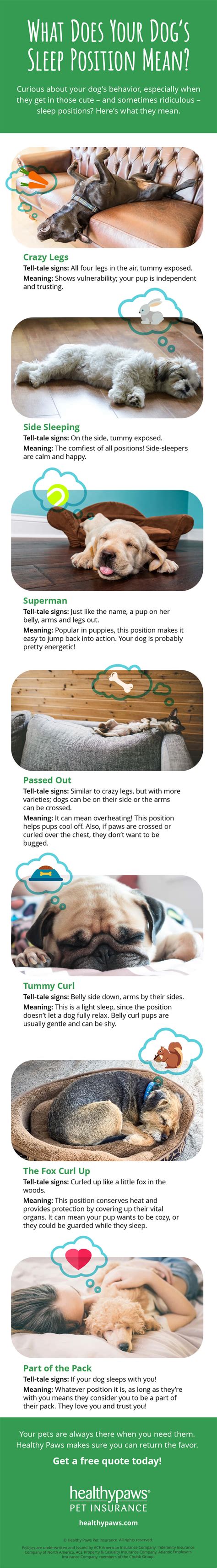 What Does Your Dog's Sleep Position Mean? | Healthy Paws