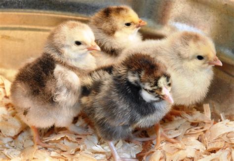 Brown Egg Layer Baby Chickens For Sale Chickens For Backyards