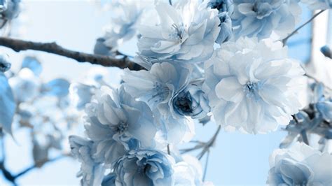 Blue And White Flower Wallpapers Top Free Blue And White Flower