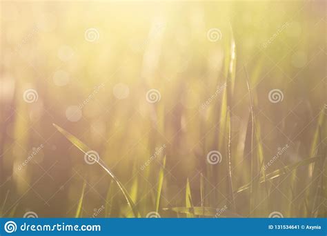 Abstract Blurred Nature Bokeh Background Grass In The Sunlight Stock