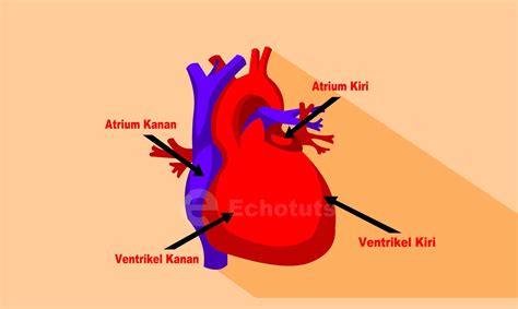 Gambar Fungsi Mekanisme Kerja Jantung Echotuts Ruang Biolofi Gambar