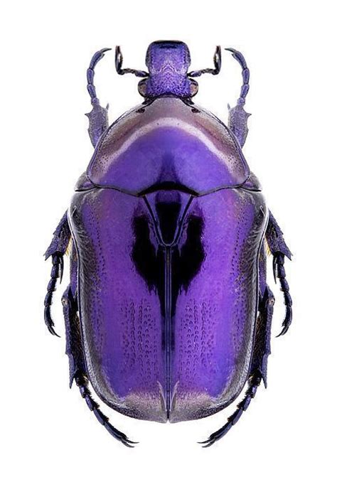 Purple Beetle Beetle Insect Insect Photos Insects