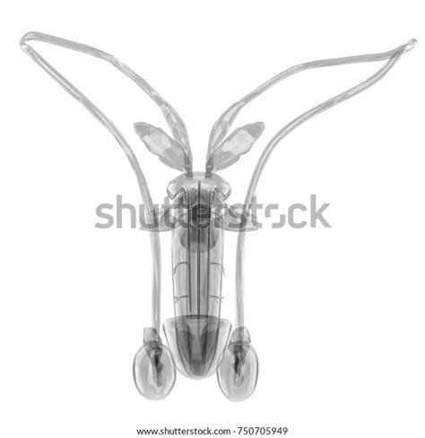 Male Reproductive System Anatomy Anterior View Stock Illustration 750705949
