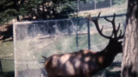 Binghamton Ny Ross Park Zoo In The 1960s On 8mm Film Youtube