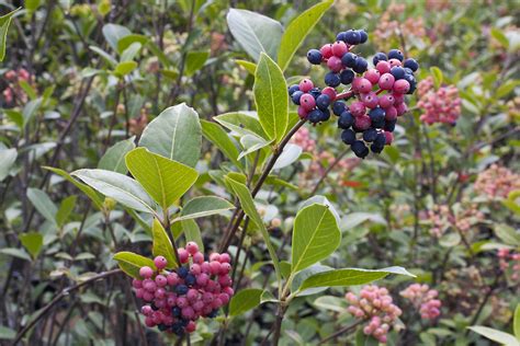 Top 10 Reasons To Plant Native Trees And Shrubs Ontario Native Plant