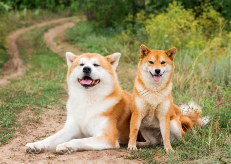 Shiba Inu Dog Breed History And Some Interesting Facts