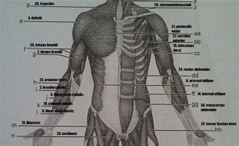 Human Body Back Bone