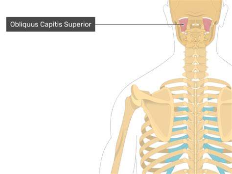 Obliquus Capitis Superior Muscle Origin Insertion And Action