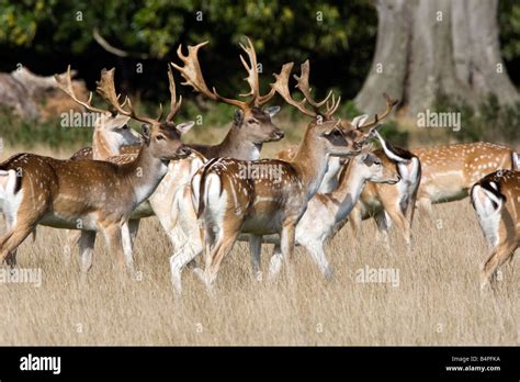 Herd Fallow Deer Gather In Hi Res Stock Photography And Images Alamy