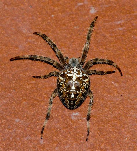European Garden Spider By Riccardo Bernardeschi Photo 15664053 500px