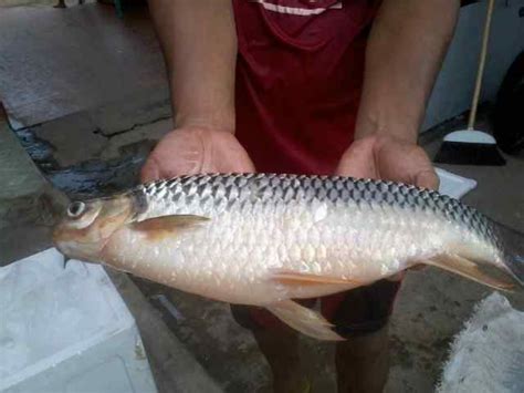 Cari tahu dulu harga ikan cupang terbarunya pada artikel berikut ini. Kenali Senarai Ikan Paling Mahal Di Malaysia - MYNewsVibes