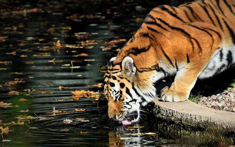 Tiger Drinking Water Wallpapers Top Free Tiger Drinking Water