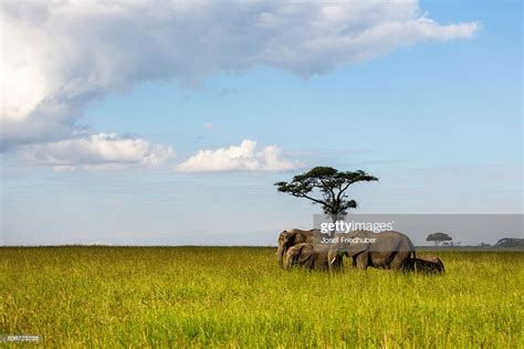 Group Of African Elephants Grazing In The Serengeti High Res Stock