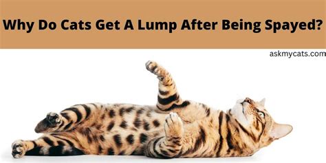 Why Do Cats Get A Lump After Being Spayed