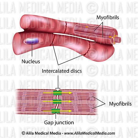 107 cardiac muscle tissue anatomy and physiology. Alila Medical Media | Cardiac muscle cell anatomy ...