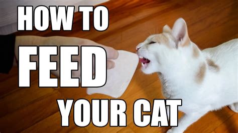 How To Feed Your Cat Youtube