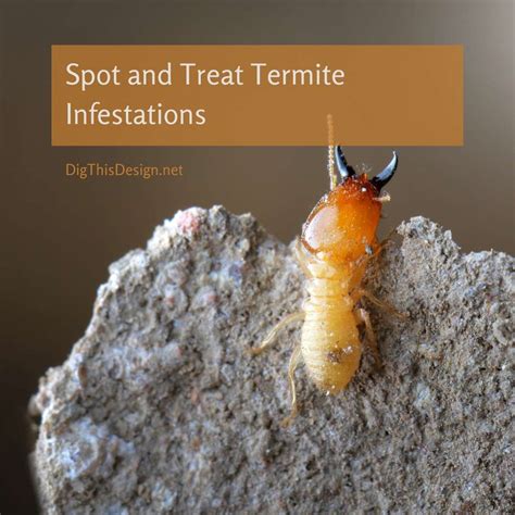 How To Spot And Treat Termite Infestations In Your Home Dig This Design