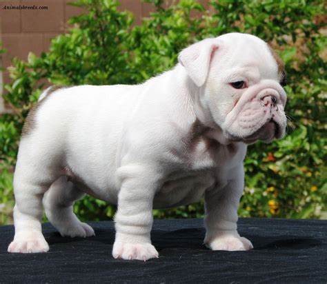Bulldogs have surged in popularity across the us and the world, and that is thanks in large part to the seeing representations of different types of bulldogs can help you learn what to look for in an english bulldog. Bulldog - Puppies, Rescue, Pictures, Information ...