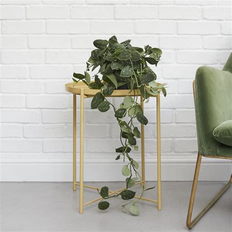 Check spelling or type a new query. Scindapsus Pictus | Satin Pothos | Indoor Plants in London ...