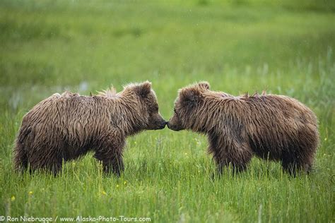 Brown Grizzly Bear Lake Clark National Park Alaska Photo Blog