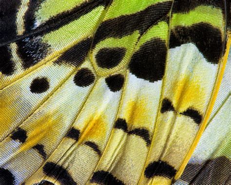 Butterfly Wing Extreme Closeup Abstract Stock Photo Image Of Colorful