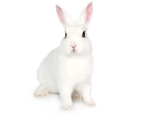 White Bunny Isolated On White Aw Health Care