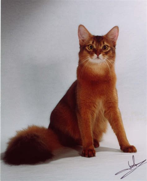 ruddy somali cat google search breed cats pinterest gato fotografia animal  gatos
