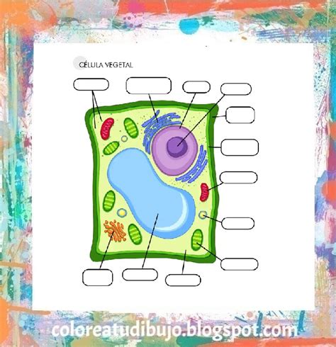 Celula Vegetal Para Colorear Sin Sus Partes Colorea Tus Dibujos