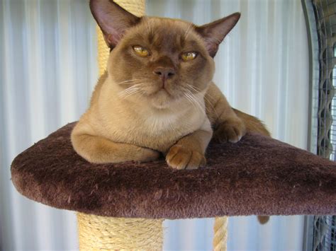 Black, seal (in pointed cats), brown (in burmese), ruddy (in abyssinian and somaly), tawny (in ocicat). ABOUT Us | NATMAC BURMESE CATS KITTENS