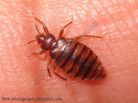 What Do Bed Bugs Look Like Nature Cultural And Travel Photography Blog