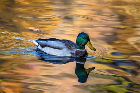 Mallard Or Wild Duck Anas Platyrhynchos Stock Image Image Of Autumn